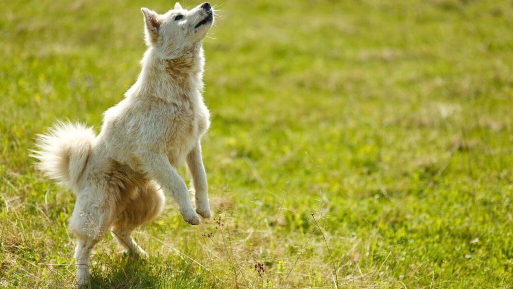 bialy pies na zielonej trawie bawacy sie z polisa ubezpieczenie psa zdrowotna